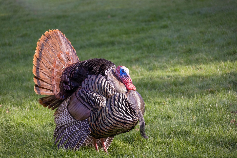 Wildlife Turkey Wild Large Free photo on Pixabay Pixabay
