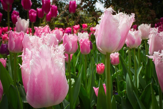 Rosa Tulpen, Tulpen, Blumen, Feder, Rosa