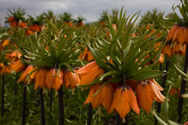 Crown Imperial, Fritillaria Imperialis
