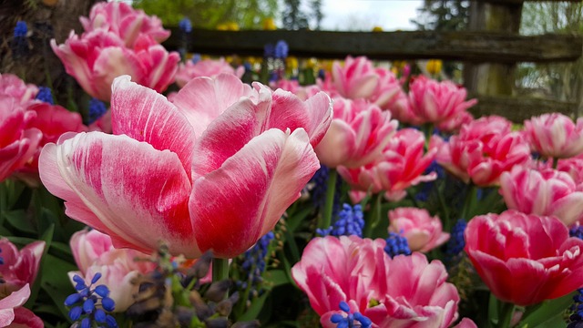 Rosa Tulpen, Weiß, Rosa, Lila