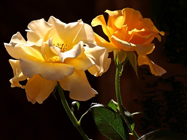 Free Roses Yellow photo and picture
