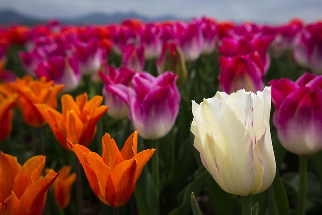 Tulpen, Blumen, Feld, Bauernhof, Garten
