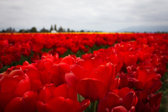 Rotes Tulpenfeld, Rot, Tulpen, Feld