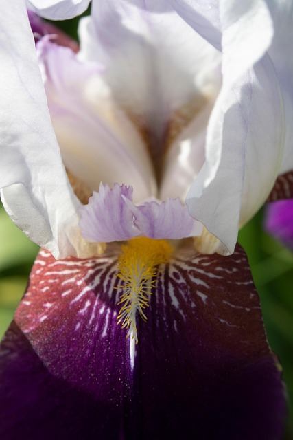 Free Flower Plant photo and picture