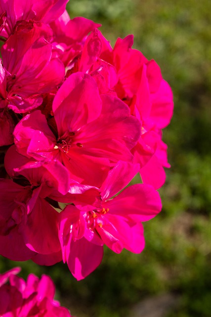 Free Plant Garden photo and picture