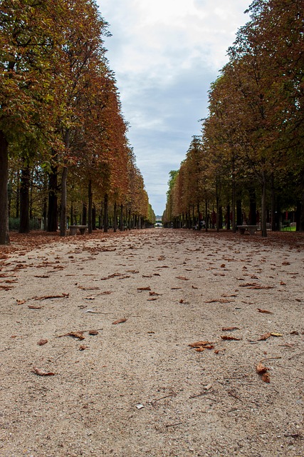 Free Avenue Trees photo and picture