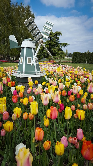 Windmühle, Tulpen, Garten, Blumen