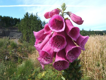 Free Foxglove Digitalis photo and picture
