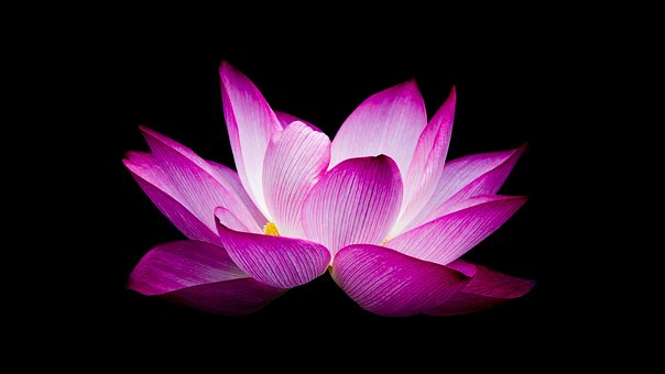 Lotus, Blomst, Plante, Kronblade, Natur