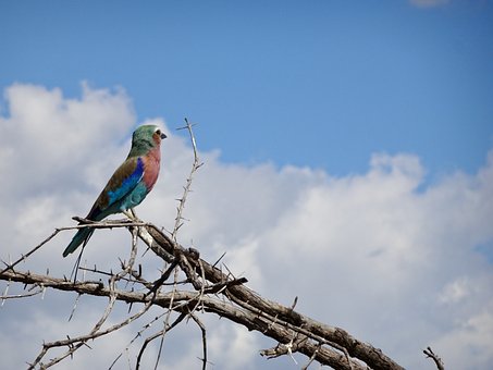 Free Bird Sky photo and picture