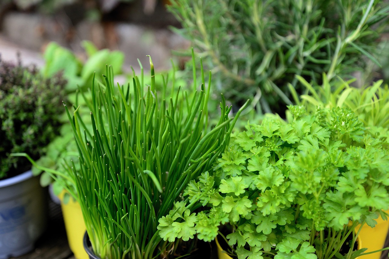 Herbs Garden Herb Culinary Free Photo On Pixabay