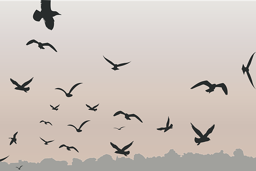 Free Birds Flying vector and picture