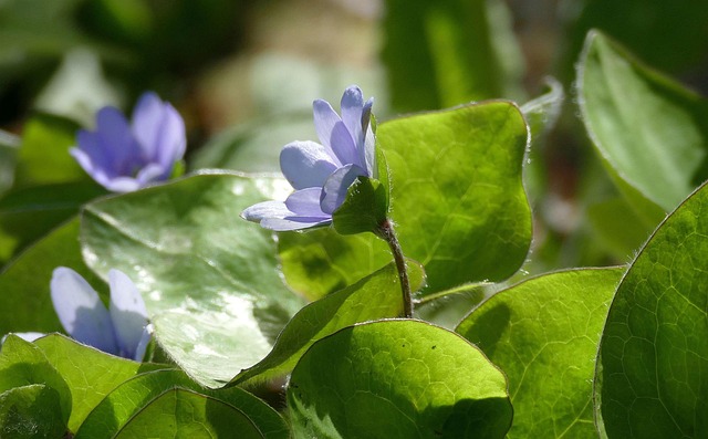Free Flower Plant photo and picture