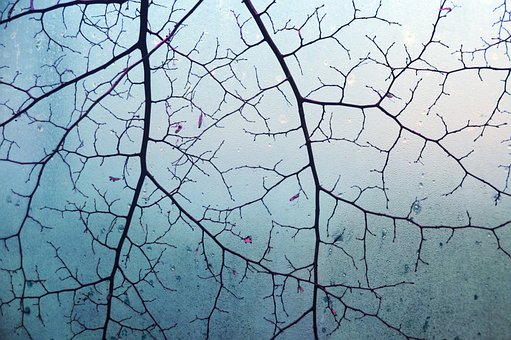 Free Branches Tree photo and picture