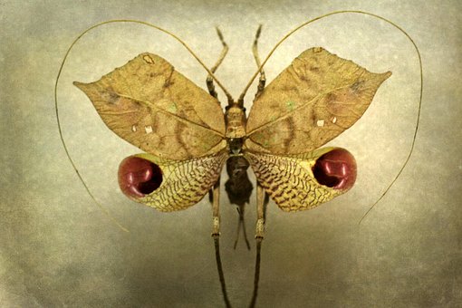 Free Insect Grill photo and picture