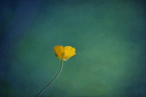 Free Buttercup Flower photo and picture