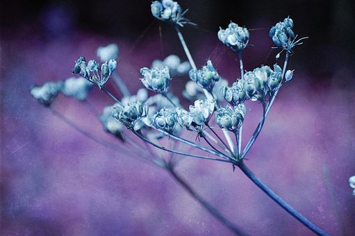 Free Wild Carrot Flower photo and picture