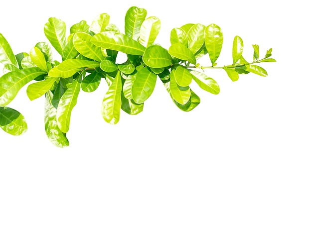 Flora, Foliage, Botany, Garden, Bright