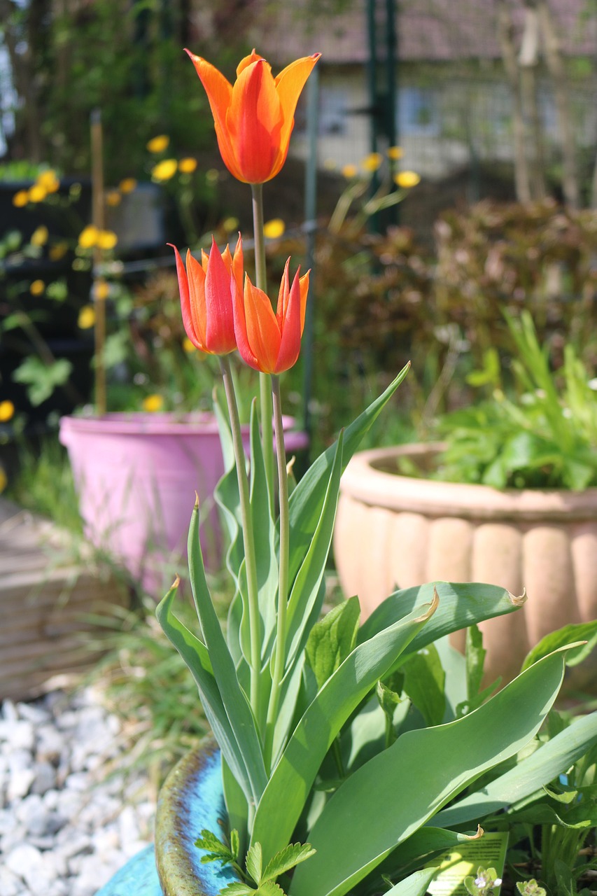 Bunga Tulp Tulip Musim Semi - Foto gratis di Pixabay - Pixabay