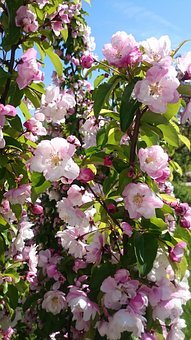 Free Blossom Pink photo and picture