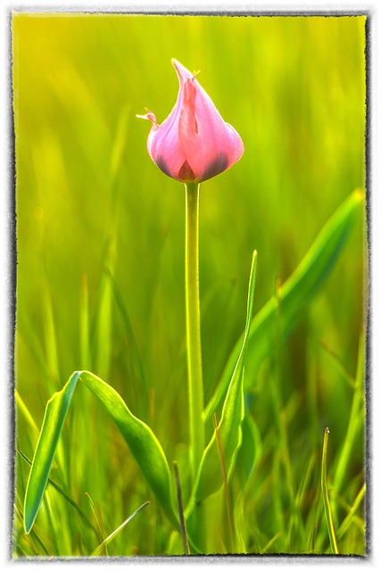 Free Tulip Spring photo and picture