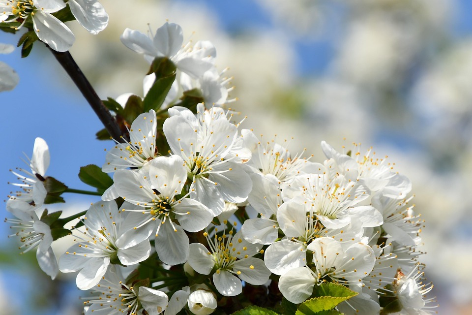 白い花 桜 さくら Pixabayの無料写真