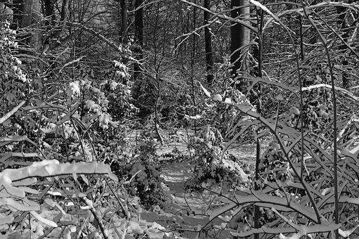 Parque, Nieve, Blanco, Árbol, Árboles