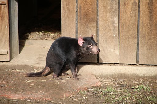 Demonio De Tasmania, Demonio, El Apetito