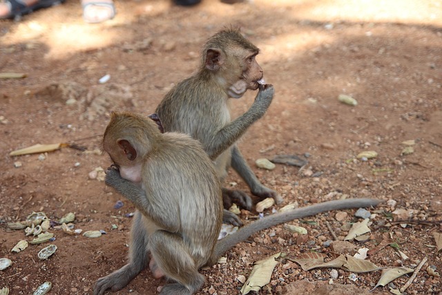 Free Monkey Travel photo and picture