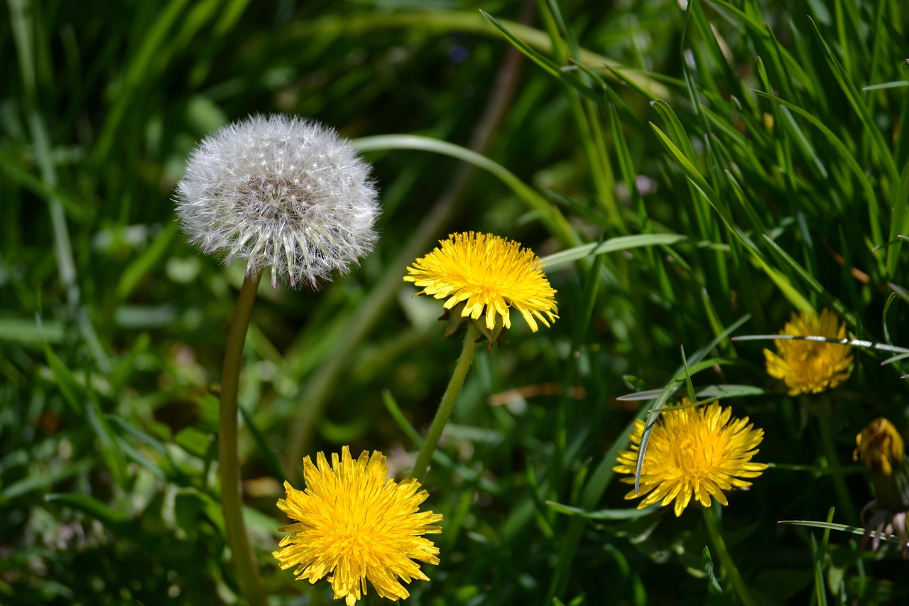 500 Graines De Pissenlit Taraxacum Officinale - Jaune - Jardin Biodiversité