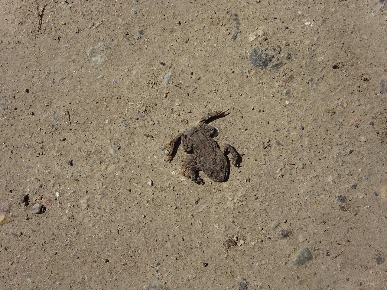 Frog Flat Run Over - Free photo on Pixabay - Pixabay