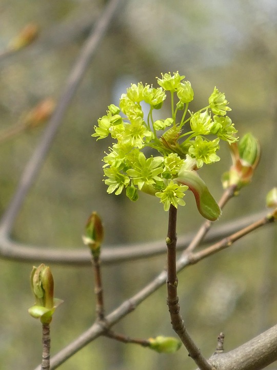 Spring Shoots Nature Close Free photo on Pixabay Pixabay