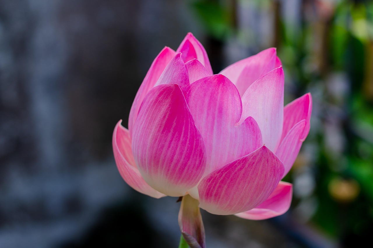 Lotus Flower Plant Free photo on Pixabay Pixabay
