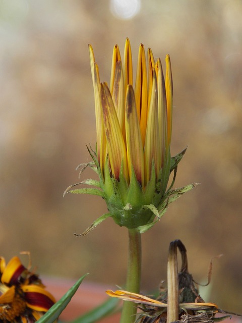 Free Flower Plant photo and picture