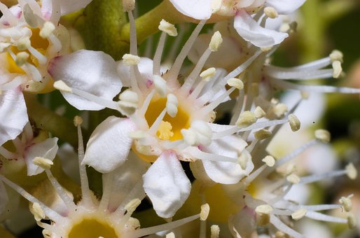 Free Photinia Flower photo and picture