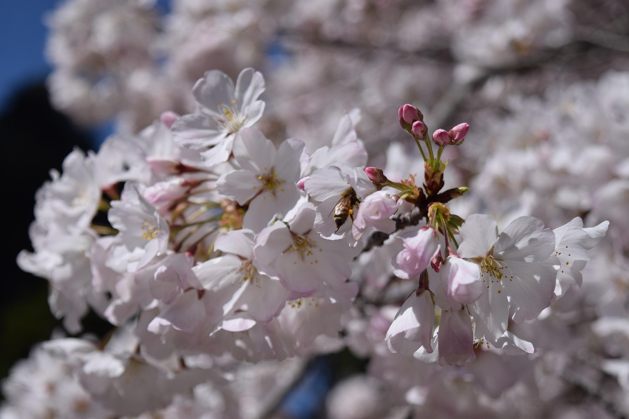 さくら 花 バネ - Pixabayの無料写真 - Pixabay