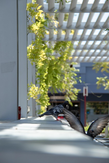Free Pigeons Doves photo and picture