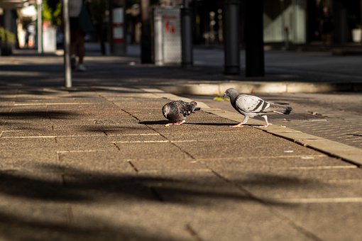 Free Pigeons Doves photo and picture