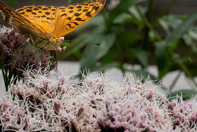 Free Macro Insect photo and picture