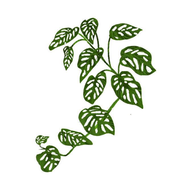 Free widow perforated leaf basin illustration