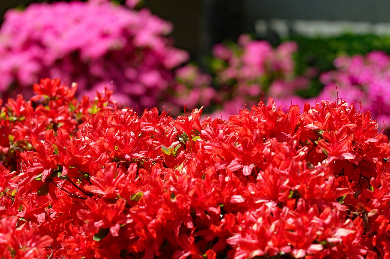 Azalea Bunga-Bunga Bloom - Foto gratis di Pixabay - Pixabay