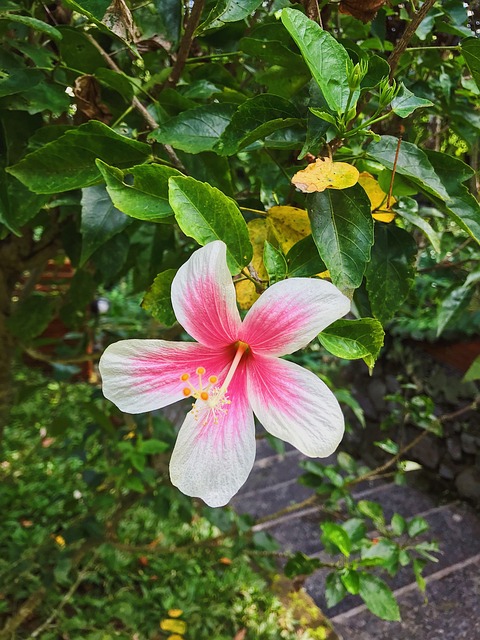 Free Flower Flora photo and picture