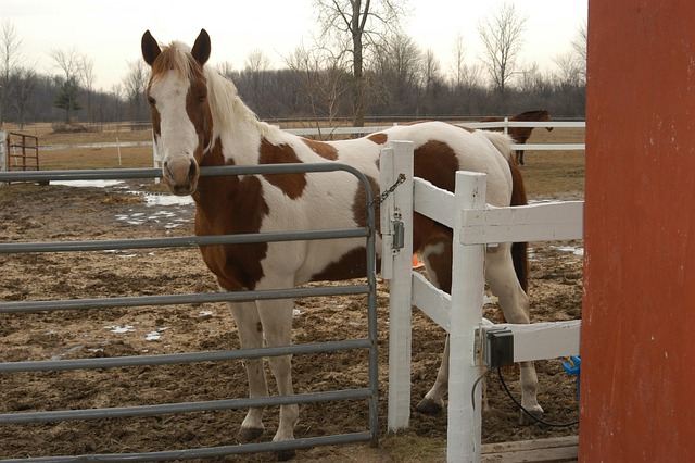 Hest, Pinto, Pony, Dyr, Gård, Land