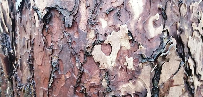 Free Bark Tree photo and picture