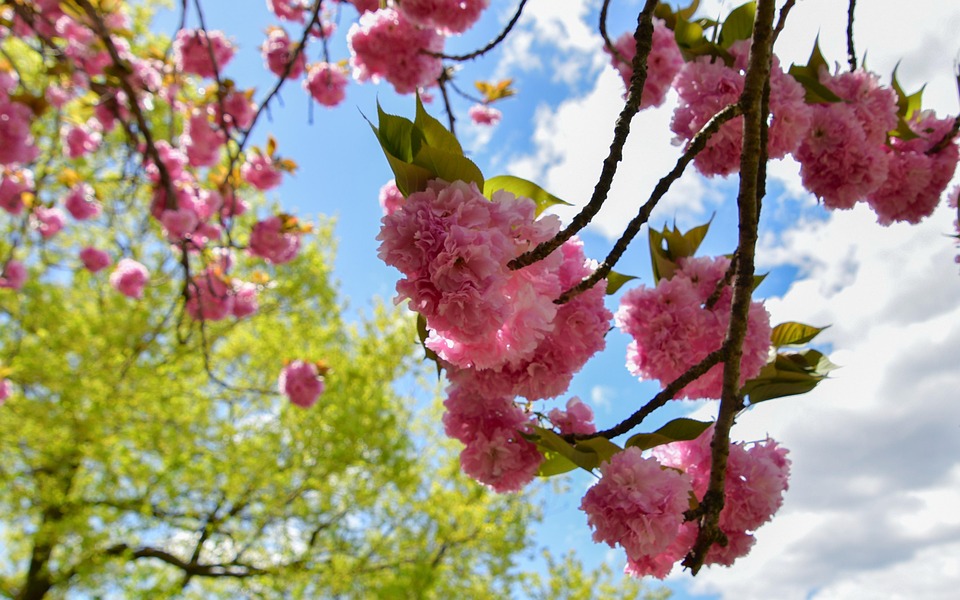 Cherry Blossoms Pink Green Leaves - Free photo on Pixabay - Pixabay