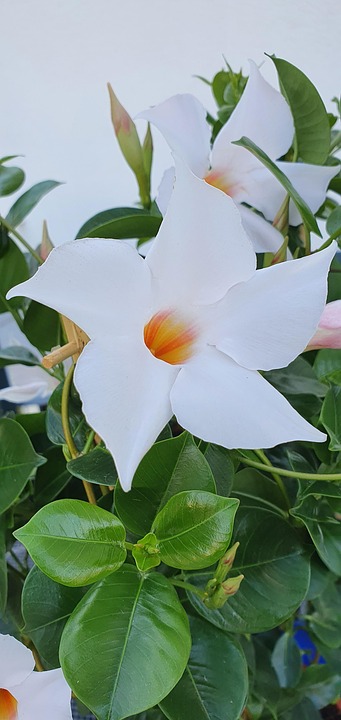 Mandevila Flower Blossoms - Free photo on Pixabay - Pixabay