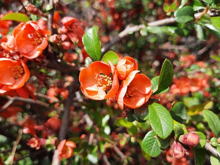Free Flower Nature photo and picture
