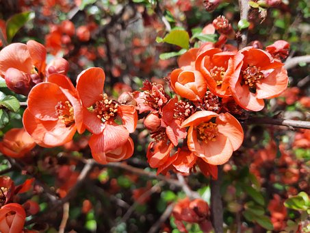 Free Flower Nature photo and picture