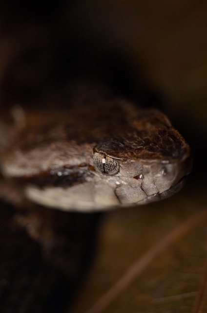 Free Bothrops Fer-De-Lance photo and picture