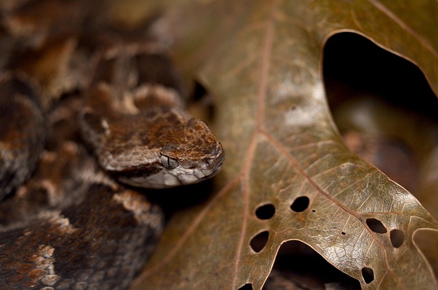 Free Bothrops Fer-De-Lance photo and picture